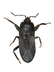 Megalonotus scaurus