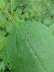 Leiobunum aldrichi