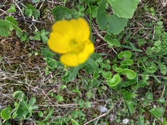 Ranunculus montanus