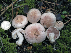Agaricus kerriganii