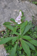Digitalis minor