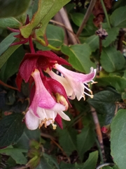 Leycesteria formosa