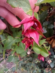 Leycesteria formosa