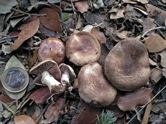 Agaricus kerriganii
