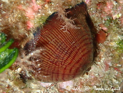 Actinia striata