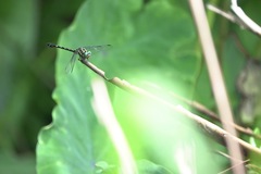 Paragomphus balneorum