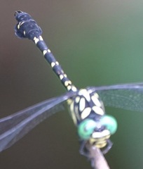 Paragomphus balneorum