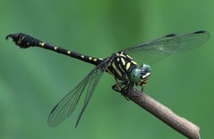 Paragomphus balneorum