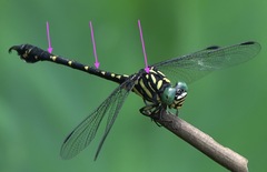 Paragomphus balneorum