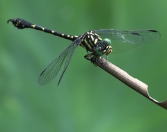 Paragomphus balneorum