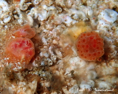 Distaplia magnilarva