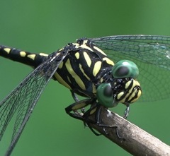 Paragomphus balneorum