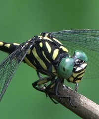 Paragomphus balneorum