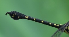 Paragomphus balneorum