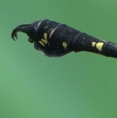 Paragomphus balneorum