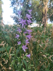 Campanula × spryginii
