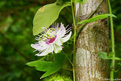 Passiflora pseudociliata