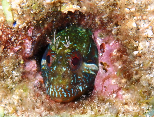 Mystery Blenny