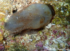 Phallusia fumigata