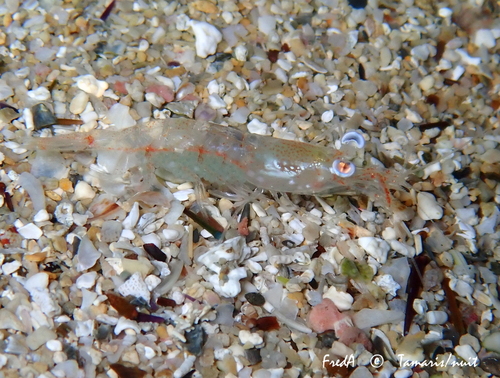 Subspecies Processa modica carolii · iNaturalist