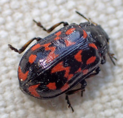 Chrysomela aeneicollis