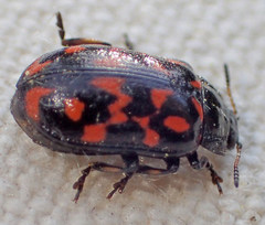 Chrysomela aeneicollis
