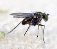 Diaphorinae