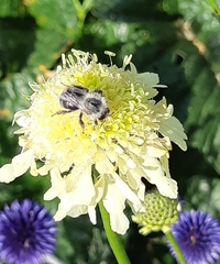 Bombus sylvarum