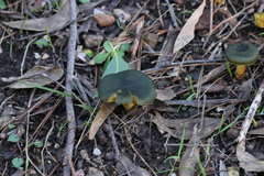Cortinarius austrovenetus image