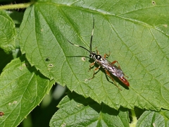 Cratichneumon w-album
