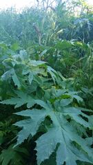 Heracleum dissectum
