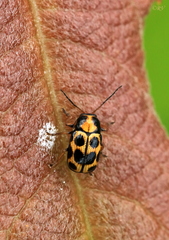 Cryptocephalus decemmaculatus