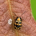 Cryptocephalus decemmaculatus - Photo (c) Ramunė Vakarė, μερικά δικαιώματα διατηρούνται (CC BY-NC-SA), uploaded by Ramunė Vakarė
