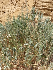 Zygophyllum fabago