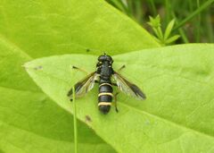 Temnostoma bombylans