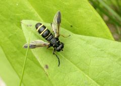 Temnostoma bombylans