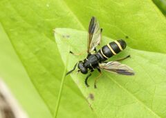 Temnostoma bombylans