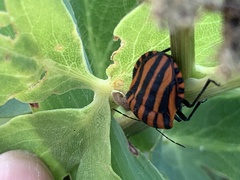 Graphosoma rubrolineatum