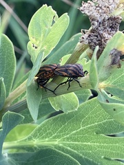 Graphosoma rubrolineatum