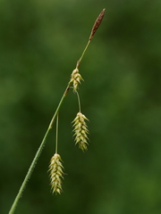 Carex castanea