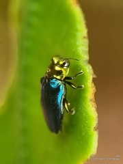 Endelus cupido