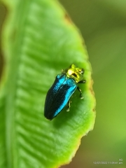 Endelus cupido