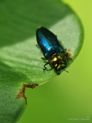 Endelus cupido