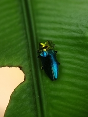 Endelus cupido