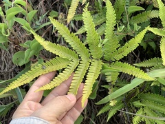 Pteris minor