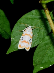 Cyana interrogationis