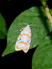 Cyana interrogationis