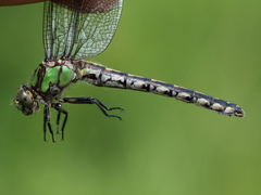 Ophiogomphus carolus