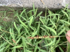 Ischaemum aristatum