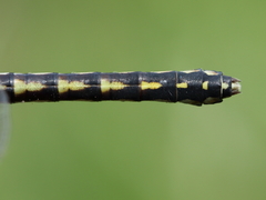 Ophiogomphus carolus